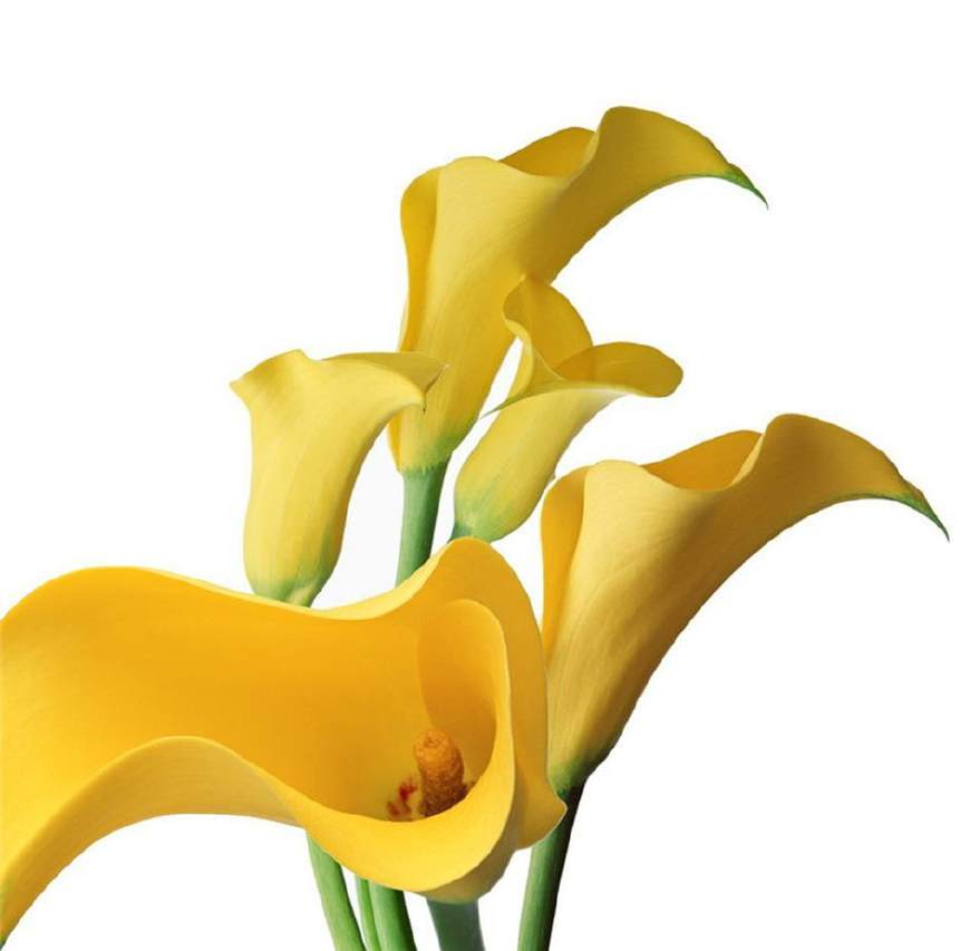 马蹄莲挺秀雅致，花苞洁白，叶片翠绿，可药用清热解毒，治烫伤