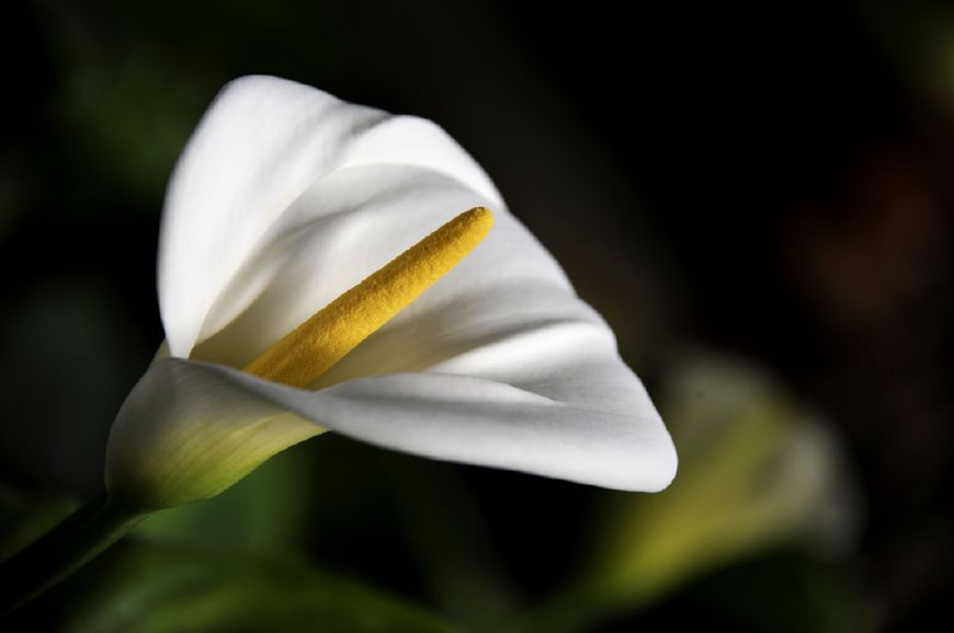 马蹄莲挺秀雅致，花苞洁白，叶片翠绿，可药用清热解毒，治烫伤