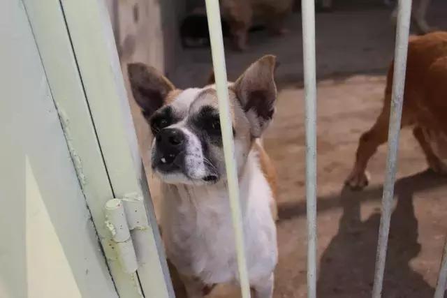 不过是一群流浪狗，却有人为它们耗尽了青春