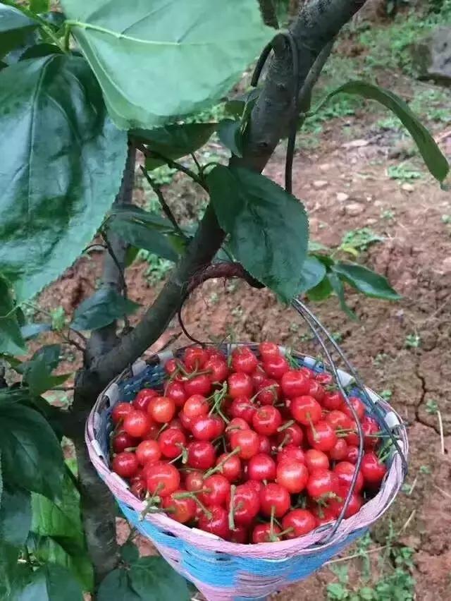 成都周边哪里樱桃最好吃,成都樱桃采摘园附近最近地方