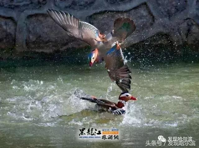 春天哈尔滨好玩的地方,哈尔滨春天景色