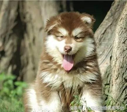 阿拉斯加犬活宠,一周照顾一次的宠物