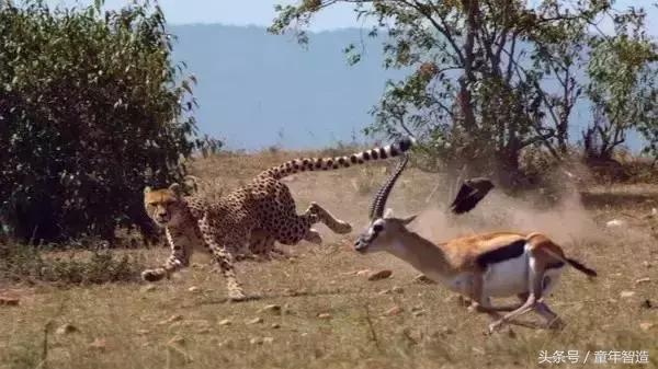 假期一定要带孩子看的5部纪录片,孩子必看的10部自然纪录片