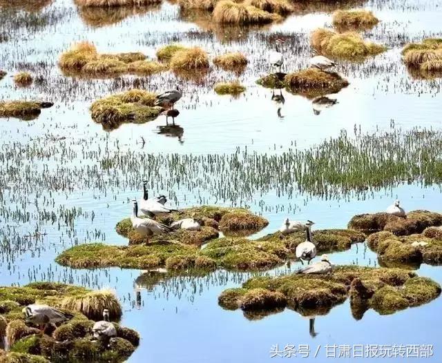 甘肃这个小边防县，人少景美就算了，居然还有雪豹棕熊和赤狐！