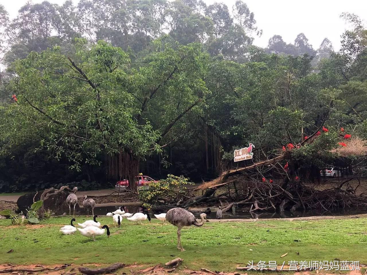 广州长隆海洋王国一日游攻略,广州长隆海洋王国亲子攻略