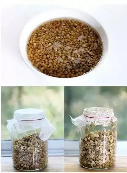 阳台蔬菜的种植方法和步骤,十大阳台蔬菜种植技巧