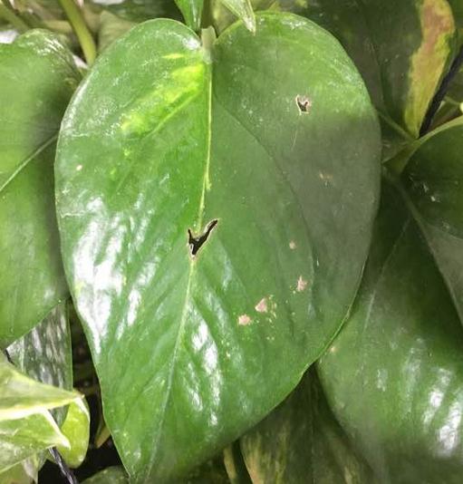 水养绿萝烂根的原因及解决方法,绿萝烂根了怎么办才能挽救