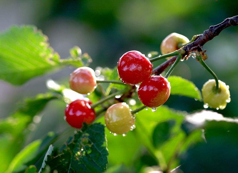 樱桃熟后怎么处理,樱桃熟了请您来品尝