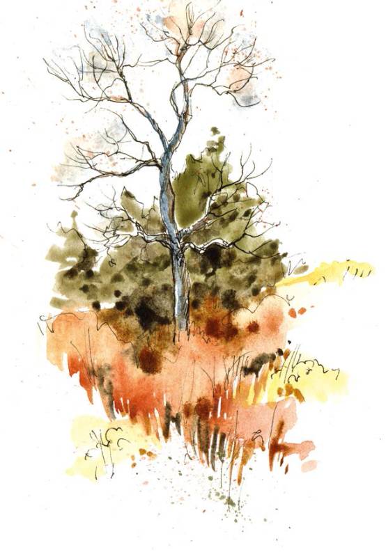 水彩画入门基础知识大全,水彩画水墨画有什么区别基础知识