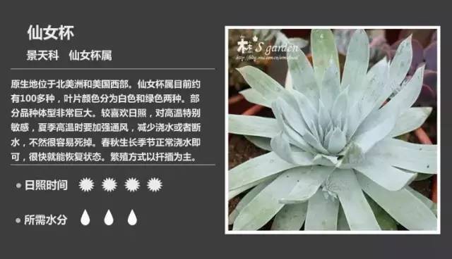 所有多肉植物的名字大全及图片,多肉植物的各种名字大全集