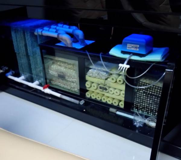 鱼缸水质清澈需要加硝化细菌吗,鱼缸水质浑浊加硝化细菌