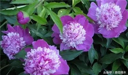 芍药名贵品种图片大全,芍药名贵品种紫袍金带