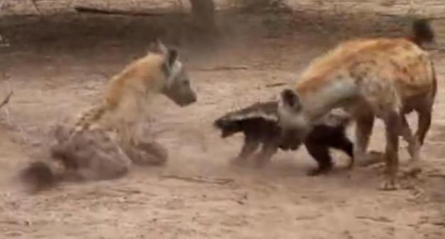 非洲的鬣狗还有蜜獾谁厉害呢,非洲蜜獾跟鬣狗谁厉害