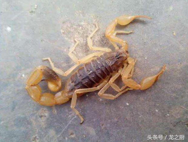 鍐滄皯鍏昏潕鑷村瘜椤圭洰,鍐滄皯鑷村瘜骞村叆鐧句竾