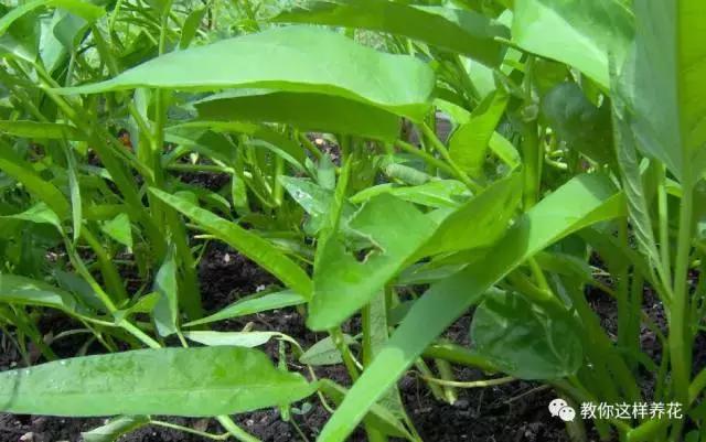 阳台蔬菜的种植方法和步骤,十大阳台蔬菜种植技巧