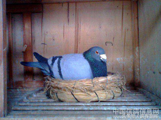 买回来的种鸽怎么开家成功,买回来种鸽开家最佳方法