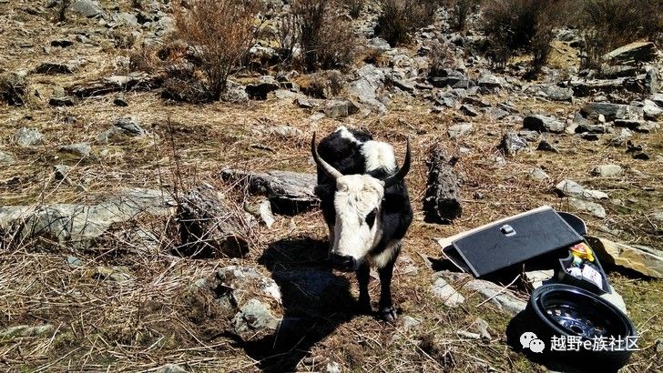 灏忛噾鐗涘巶,灏忛噾鐗涙満姊板巶