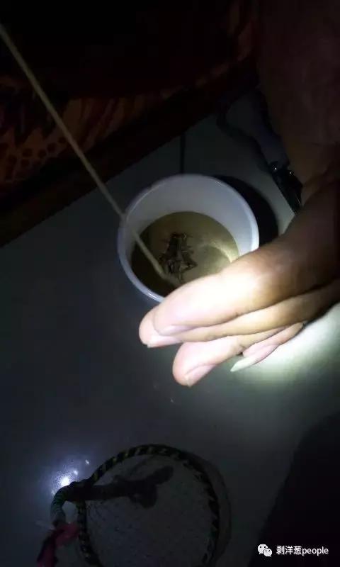 百日虫蝈蝈大概多少钱,百日虫蝈蝈价格