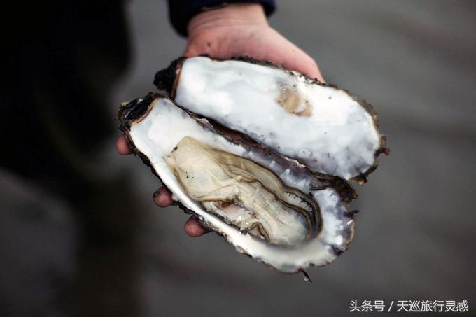 丹麦生蚝成灾救灾,丹麦生蚝泛滥成灾人民的名义