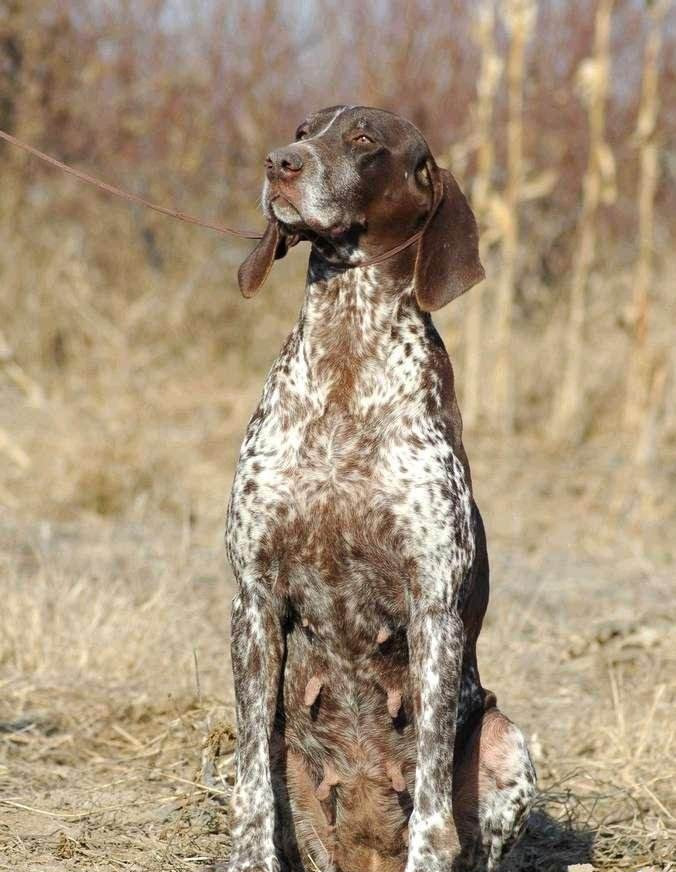 犬属德国刚毛波音达犬,和波音达犬相似的犬