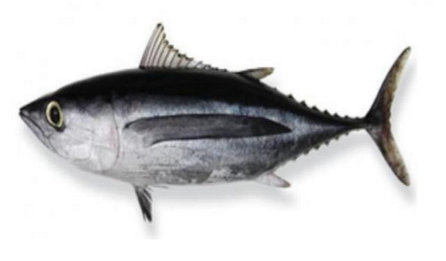 新西兰海产干货,新西兰海珍品