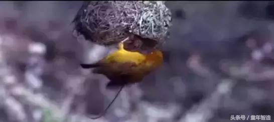 假期一定要带孩子看的5部纪录片,孩子必看的10部自然纪录片