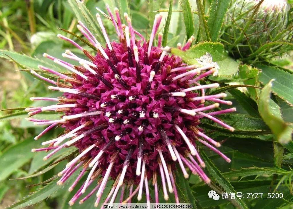 安胎药配方大全,安胎药古方