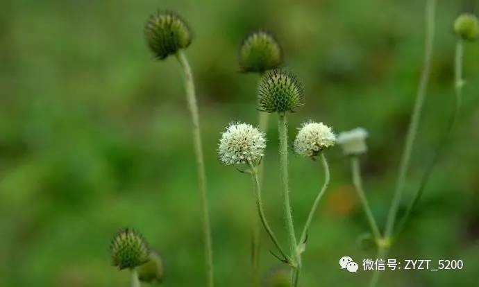 安胎药配方大全,安胎药古方