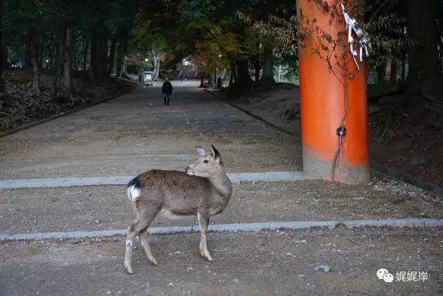京都雾霾在哪里,冬天去京都合适吗