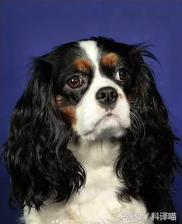 不怕冷的宠物狗有哪些,十种不怕冷的宠物狗有哪些