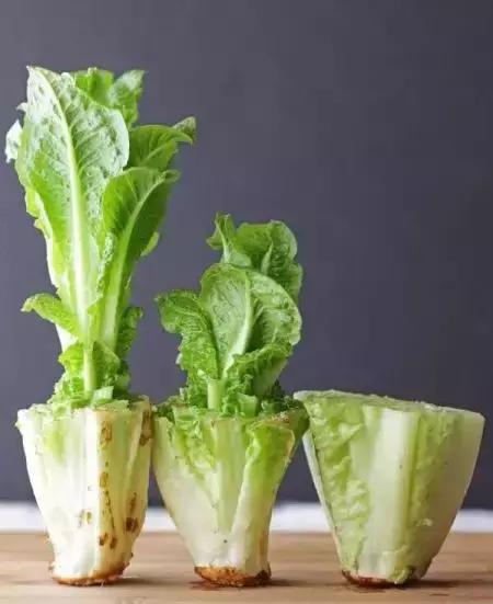 阳台蔬菜的种植方法和步骤,十大阳台蔬菜种植技巧