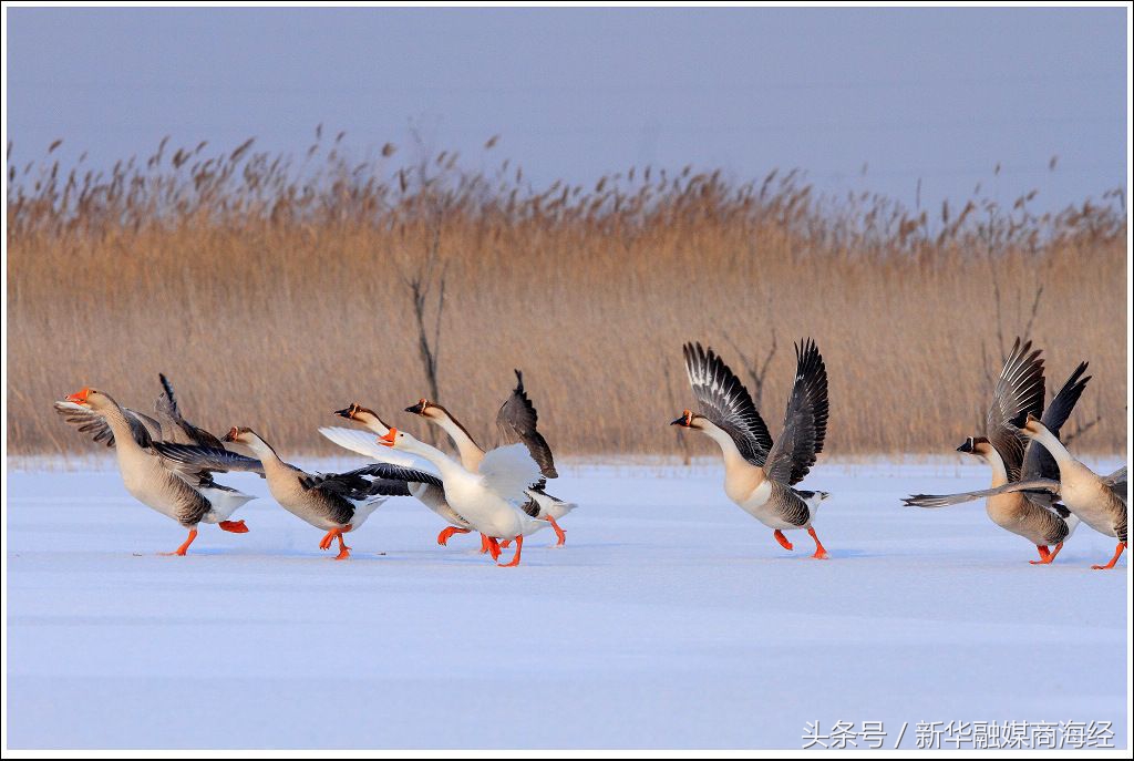 来这个镇得准备个菜篮子“一带四园”10万人光顾连玩带挣钱