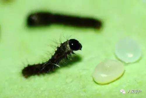 可爱的蚕宝宝怎么做,可爱的蚕宝宝