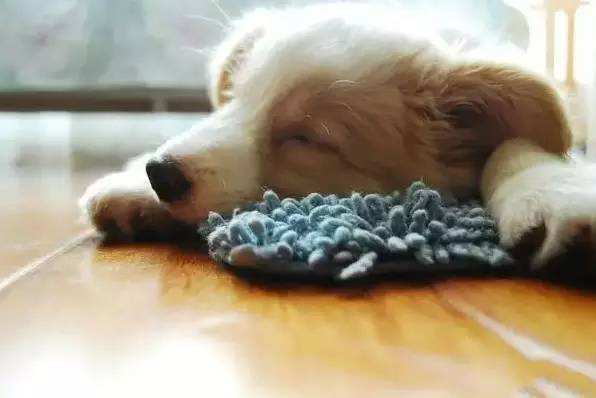 犬舍喂养幼犬的方法,新手零基础怎么养幼犬