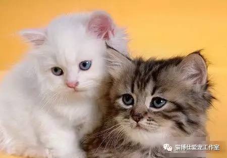 照顾小猫咪日常生活,怎么照顾小猫咪最好的方法