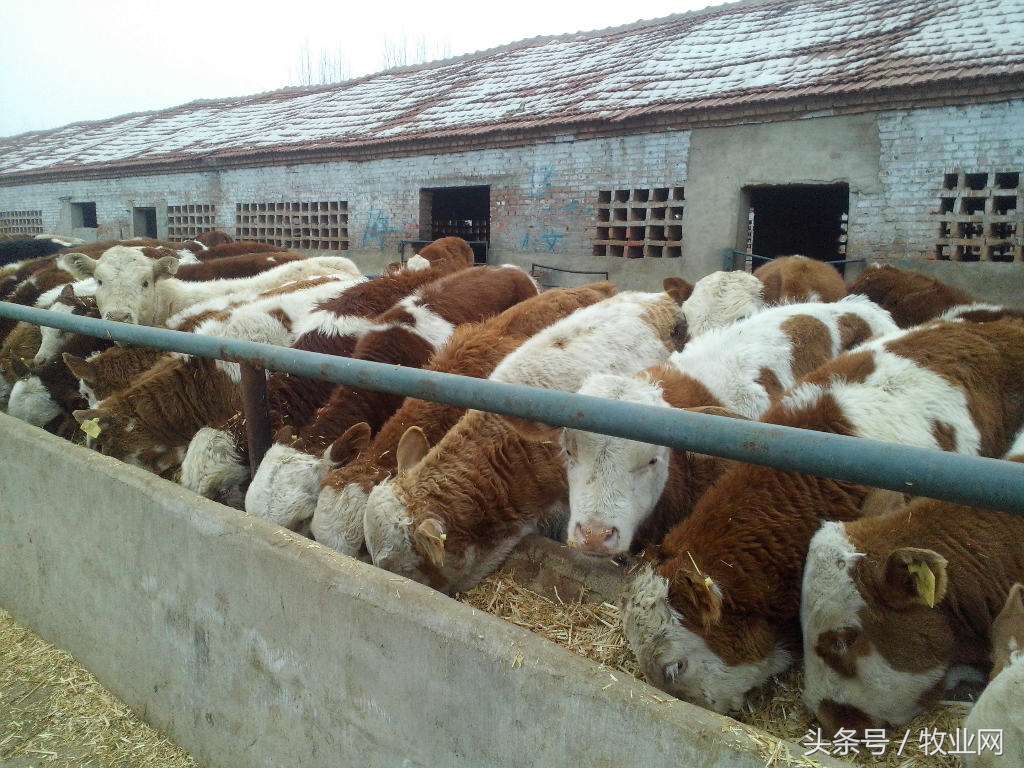 牛羊病诊断及治疗书籍,牛羊病诊断技术学习