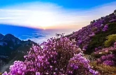 莫负春光辽宁赏花踏青攻略来了,辽宁最美十大花海