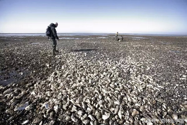 生蚝好吃但难处理,生蚝有着不简单的功效
