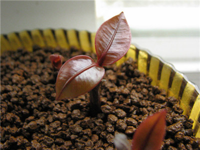 山竹的籽可以种盆栽吗,山竹果核怎么盆栽