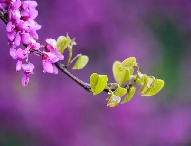 4月照片,4月的照片大全