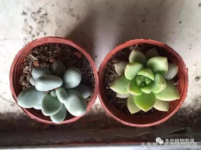 宿舍多肉品种推荐,宿舍多肉