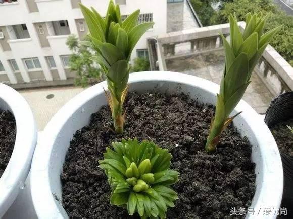 百合花怎么养最合适,百合花怎么养最好