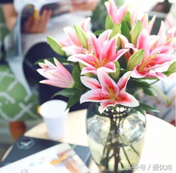 百合花怎么养最合适,百合花怎么养最好