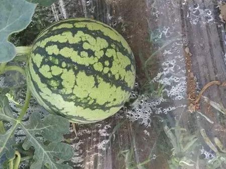 2016-2018年农产品市场需求,2024农产品市场数据分析报告