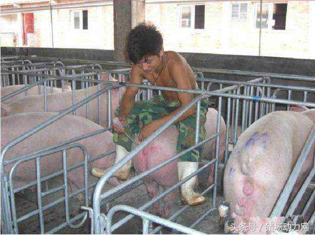 母猪难产后输液最佳配方,怀孕母猪打口蹄疫疫苗应激怎么治