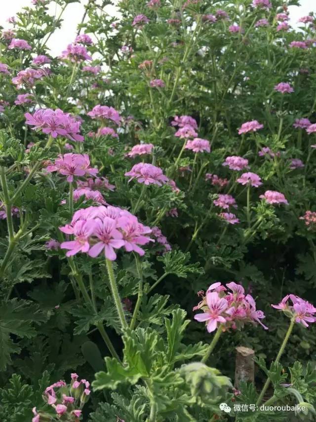 如何拒绝多肉伸手党,多肉伸手的正确方式