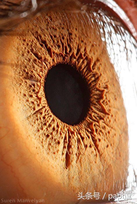 高清镜头下的眼睛看起真美，看眼睛猜动物你能猜对几个