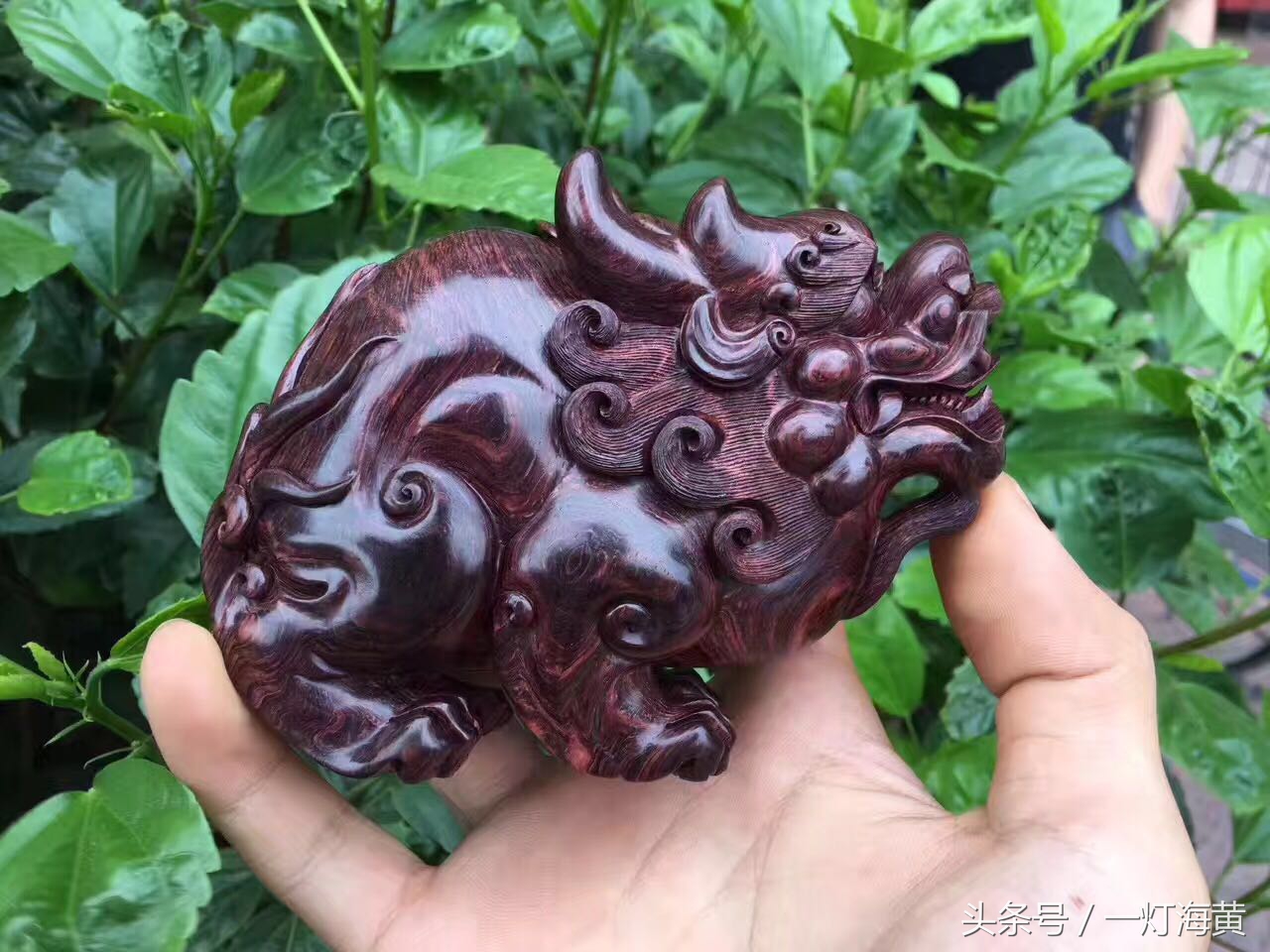 降香“有毒”,爱上海黄就是条“不归路”,带您领略真正在海黄