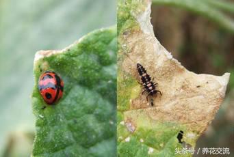 花卉长了蚜虫怎么治疗呢,花卉长蚜虫了怎么办