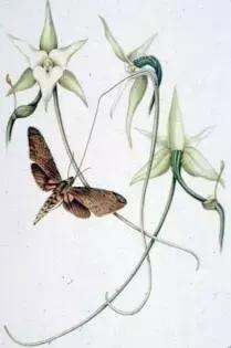 荐书|中国人对兰花情有独钟,没想到达尔文也一样